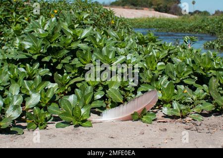 ENCINO, Kalifornien – Eine einsame Feder am Los Angeles River am 19. August. Im Erholungsgebiet Sepulveda Dam in Encino California. Die offenen Wassergebiete im Reservoir ziehen viele Wasservögel und Küstenvögel wie große Reiher und Doppelschaufelkormorane an. Das Corps bewertet die Umweltauswirkungen aller Maßnahmen, die am Staudamm und am Reservoir ergriffen wurden. Das Corps und die Partneragenturen des Corps führen das ganze Jahr über biologische Untersuchungen im Reservoir durch. (Foto: Robert DeDeaux, Los Angeles District PAO) Stockfoto