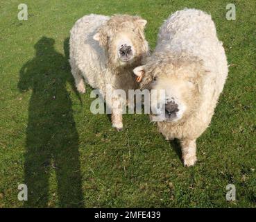 Aufnahme von zwei Schafen, beide starrten vor die Kamera, fotografiert in Großbritannien auf der Alpaka-Farm Stockfoto