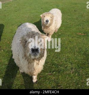 Aufnahme von zwei Schafen, beide starrten vor die Kamera, fotografiert in Großbritannien auf der Alpaka-Farm Stockfoto