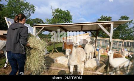 Alpaka farm Stockfoto