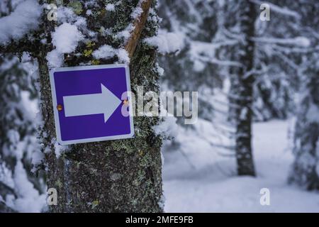 Lila Schild mit Pfeil nach rechts. Wegmarkierung auf einem Baum in einem verschneiten Wald. Lahti, Finnland Stockfoto