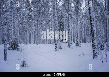 Schneebedeckter Kiefernwald im Winter. Salpausselkä, Lahti, Finnland Stockfoto