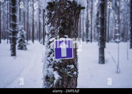 Lila Schild mit Pfeil nach oben. Wegmarkierung auf einem Baum in einem verschneiten Wald. Lahti, Finnland Stockfoto