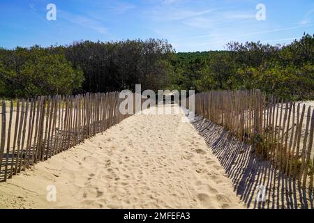 Küstenzugang Holzzaun zum Meeresstrand atlantikküste in Lacanau in Frankreich Stockfoto