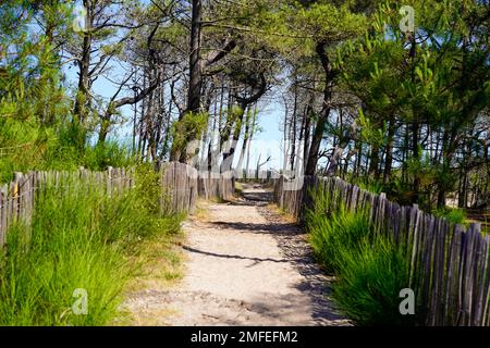 Küstenzugang zum Ozeanstrand atlantikküste in Le Porge bei Lacanau in Frankreich Stockfoto