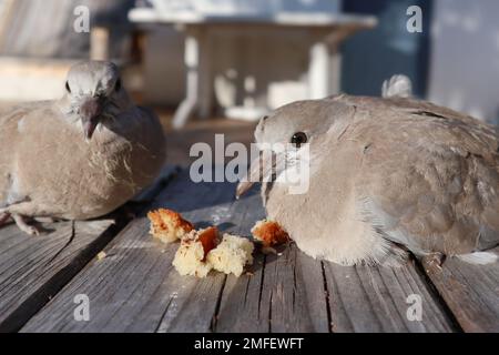 Ein paar Turteltauben mit eurasischem Kragen (Streptopelia Decaocto), die im Garten im Freien Brot essen Stockfoto