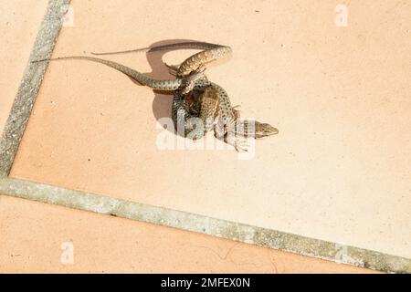 Zwei Eidechsen kämpfen draußen Terrasse Frühling Eidechsen Paarungsverhalten kämpfen Stockfoto