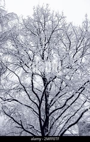 Blattlose Silhouette der Äste und Boughs des mit Schnee bedeckten Baumes. Wunderschöne Winterlandschaft. Stockfoto