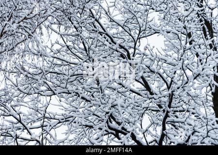 Blattlose Silhouette der Äste und Boughs des mit Schnee bedeckten Baumes. Wunderschöne Winterlandschaft. Stockfoto