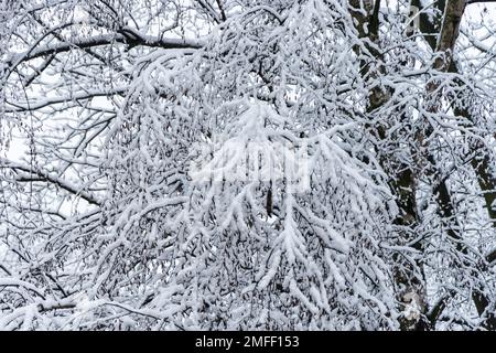 Blattlose Silhouette der Äste und Boughs des mit Schnee bedeckten Baumes. Wunderschöne Winterlandschaft. Stockfoto