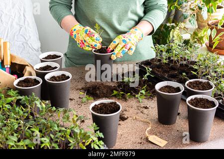 Junge grüne Keimlinge von Tomaten in einer speziellen Kunststoff-Form, Frau Gärtner Pflanzung Keimlinge, Ausstechen in Einweg-Pappbecher, Heim-Hobby Stockfoto