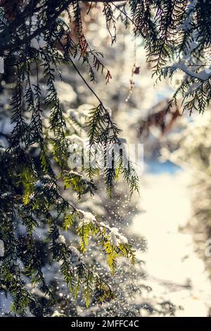 Nahaufnahme Schneeflocken, die von Fichtenzweigen fallen Konzeptfoto Stockfoto