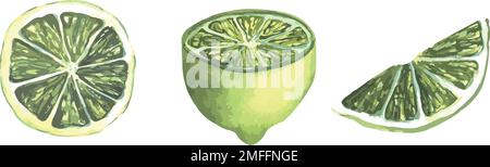 Vektordarstellung von saftigen Limetten, Scheiben und ganzen gelben Limetten, saftigen Früchten Stock Vektor