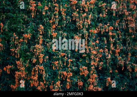 Flamevine orangefarbene Blumenwand. Grüne Blätter und heller Blütenhintergrund Stockfoto