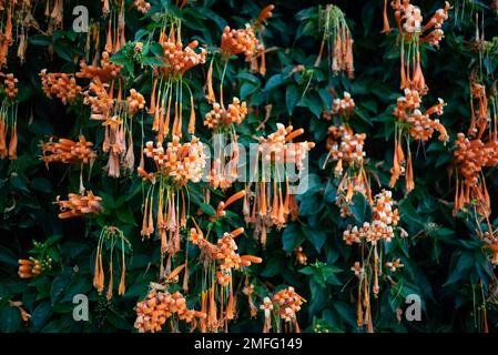 Flamevine orangefarbene Blumenwand. Grüne Blätter und heller Blütenhintergrund Stockfoto