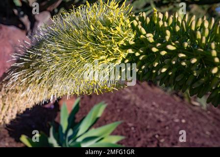 Meist verschwommene Nahaufnahme der weiß-gelben Blume der Fuchsschwanz-Agave Stockfoto