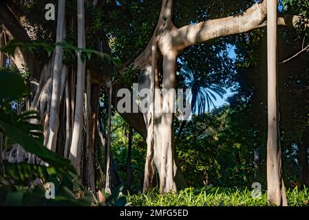 Ficus macrophylla f. columnaris, banyanbaum oder Lord-Howe-Feige. Luftwurzeln Stockfoto