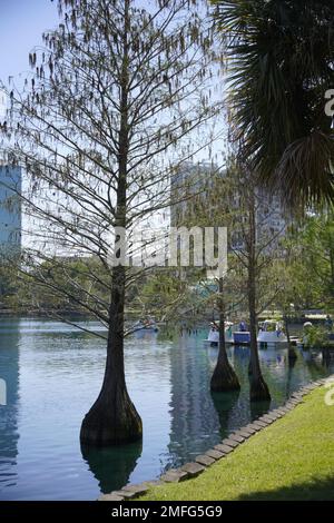 Eine vertikale Aufnahme von hohen Bäumen, die im See im Park wachsen Stockfoto