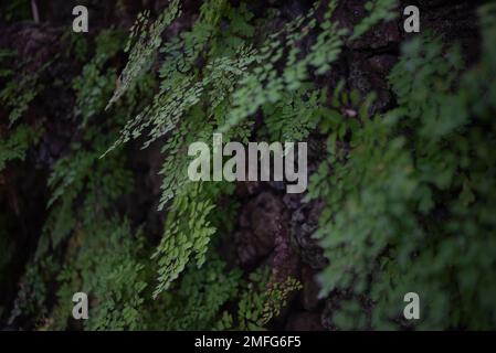 Meist verschwommene Maidenhair-Farnstruktur. Grün hinterlässt Hintergrund Stockfoto