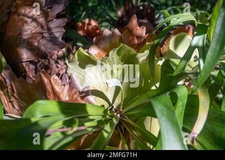 Braune und grüne Blätter des gewöhnlichen Staghornfarns im hellen Sonnenlicht Stockfoto