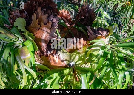 Braune und grüne Blätter des gewöhnlichen Staghornfarns im hellen Sonnenlicht Stockfoto