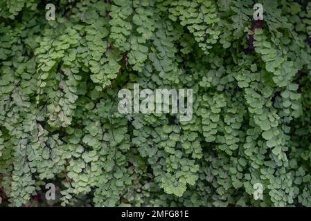 Meist verschwommene Maidenhair-Farnstruktur. Grün hinterlässt Hintergrund Stockfoto