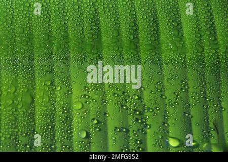 Bananenblätter mit Regenwasser für Hintergründe, Wassertropfen auf Bananenblatt Stockfoto