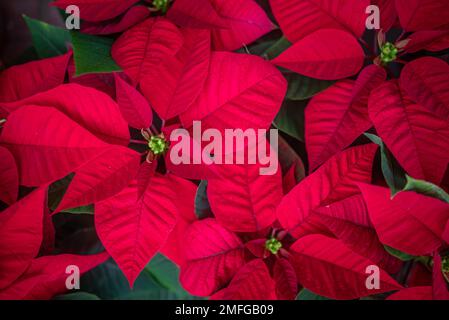 Hauptsächlich verschwommene rote Weihnachtssterne im Hintergrund bei schwachem Abendlicht Stockfoto