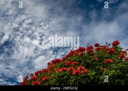 Die Krone des afrikanischen Tulpenbaums auf blauem Himmel und weißem Wolkenhintergrund Stockfoto