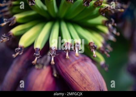 Eine Bananenblütenverschließung, wo die Ovarien zu Bananenfrüchten wachsen Stockfoto