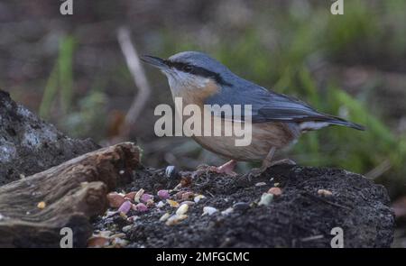 Nuthatchtaken bei Coate Water Stockfoto