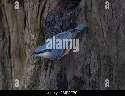 Nuthatchtaken bei Coate Water Stockfoto