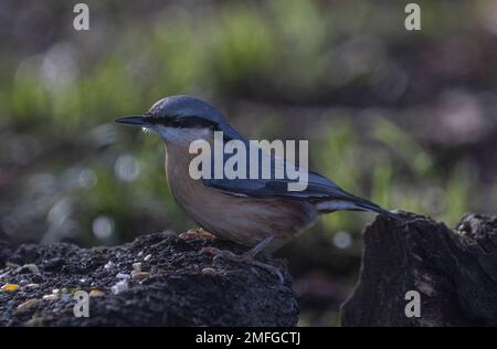 Nuthatchtaken bei Coate Water Stockfoto