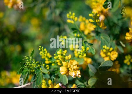 Meist verschwommene Nahaufnahme gelber Blüten von verstreuten Kassien Stockfoto