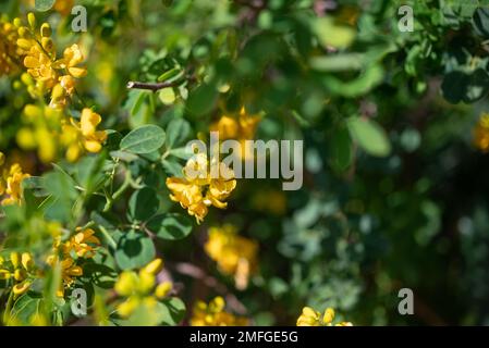 Meist verschwommene Nahaufnahme gelber Blüten von verstreuten Kassien Stockfoto