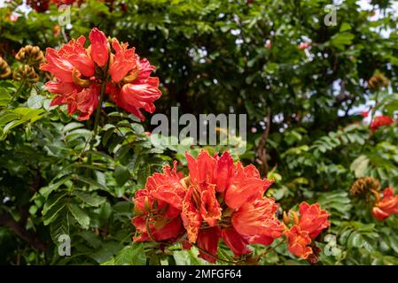 Afrikanische Tulpenbaum-Blume. Orangenblüten schließen sich zwischen grünen Blättern zusammen Stockfoto