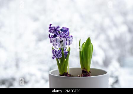 Hyazinthen Hyacintus orientalis wachsen und blühen zu Hause im Januar. Blühende Blumen auf der Fensterbank im weißen Blumentopf. Stockfoto