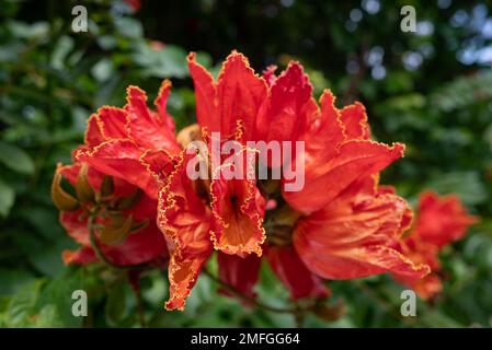 Afrikanische Tulpenbaum-Blume. Orangenblüten schließen sich zwischen grünen Blättern zusammen Stockfoto