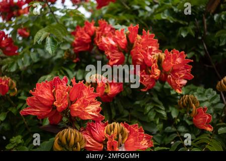 Afrikanische Tulpenbaum-Blume. Orangenblüten schließen sich zwischen grünen Blättern zusammen Stockfoto