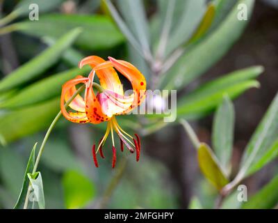 Nahaufnahme einer Türkmützenblume von Lily (Lilium superbum) in einem Garten Stockfoto