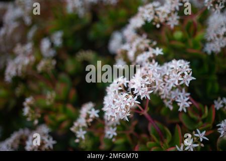 Meist verschwommene weiße Blüten von Jade oder crassula ovata Stockfoto