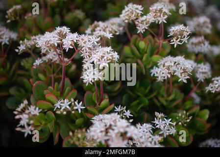 Meist verschwommene weiße Blüten von Jade oder crassula ovata Stockfoto