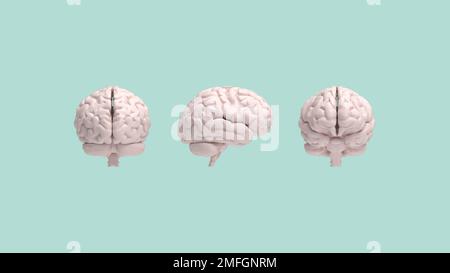 3D-Rendering. Die Vorderseite des menschlichen Gehirns ist für Bewegung und Gefühl verantwortlich, während der Rücken für das Sehen und die Verarbeitung verantwortlich ist Stockfoto