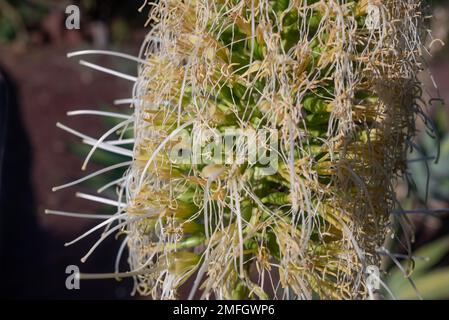 Meist verschwommene Nahaufnahme der weiß-gelben Blume der Fuchsschwanz-Agave Stockfoto