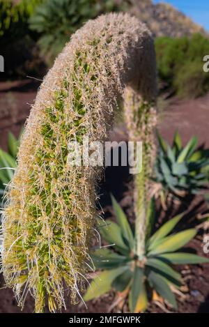 Meist verschwommene Nahaufnahme der weiß-gelben Blume der Fuchsschwanz-Agave Stockfoto