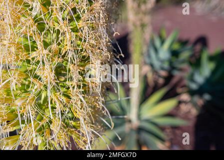 Meist verschwommene Nahaufnahme der weiß-gelben Blume der Fuchsschwanz-Agave Stockfoto