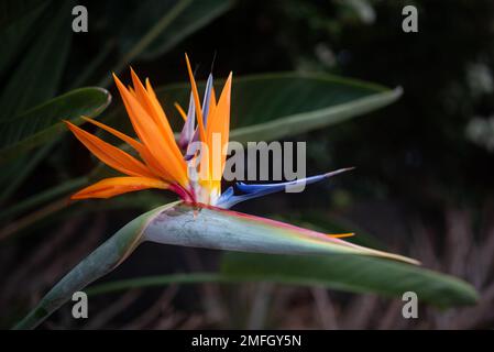 Leuchtend orangefarbene Strelitzia-Nahaufnahme auf verschwommenem dunklem Hintergrund Stockfoto