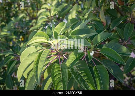 Glühend mit Sonnenlicht frische Blätter von ombu oder phytolacca dioica Stockfoto