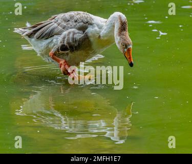Eine Graugänse in einem See Stockfoto