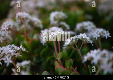 Meist verschwommene weiße Blüten von Jade oder crassula ovata Stockfoto